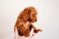 Puppies-5.0-102