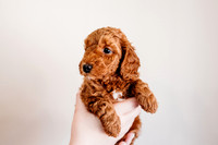 Puppies-5.0-65
