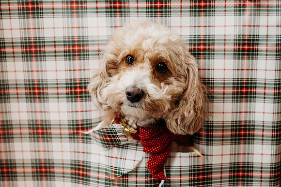 Brown Christmas 2024-147-Edit